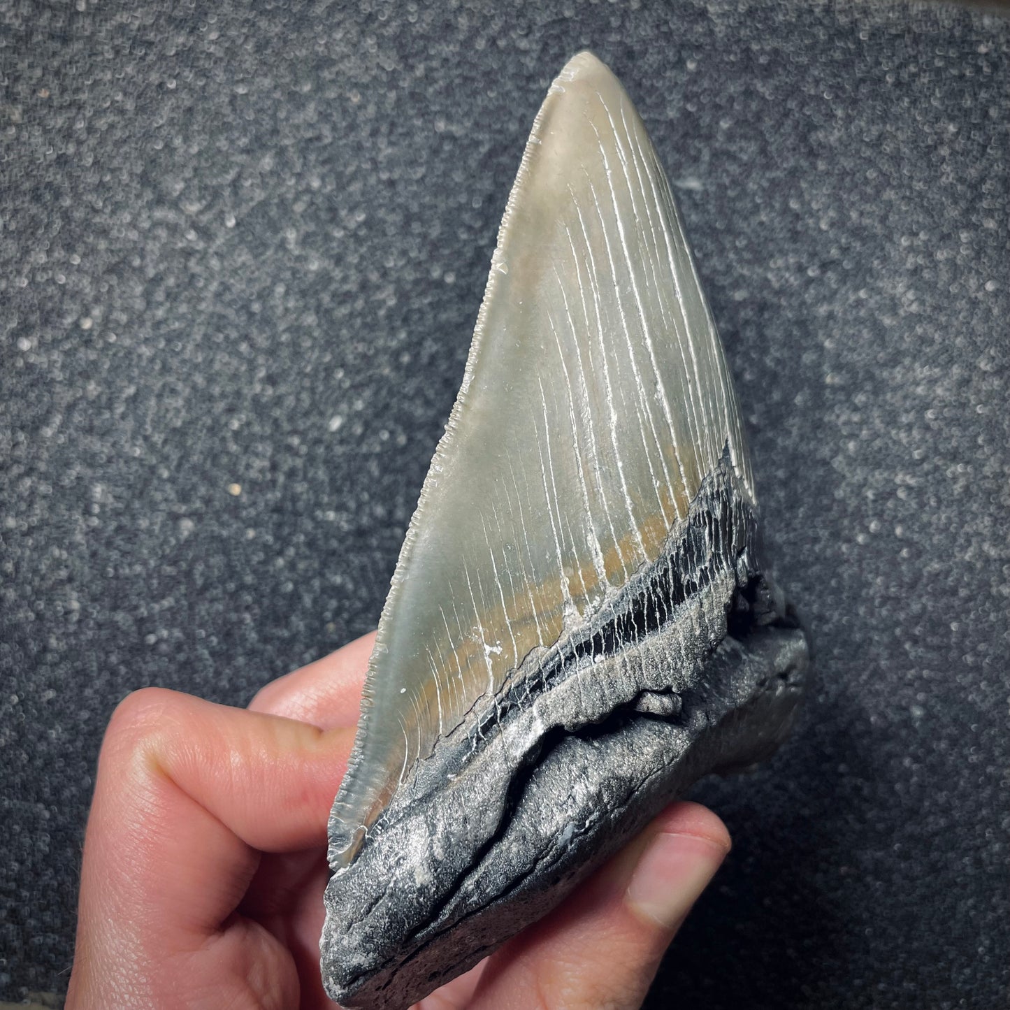 F1851 | Squalo | Otodus megalodon