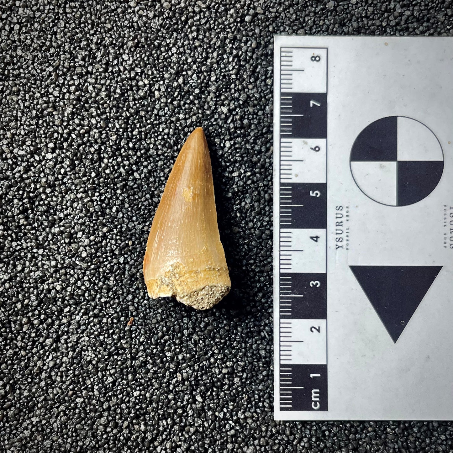 F1989 | Mosasauro | Mosasauridae indet.
