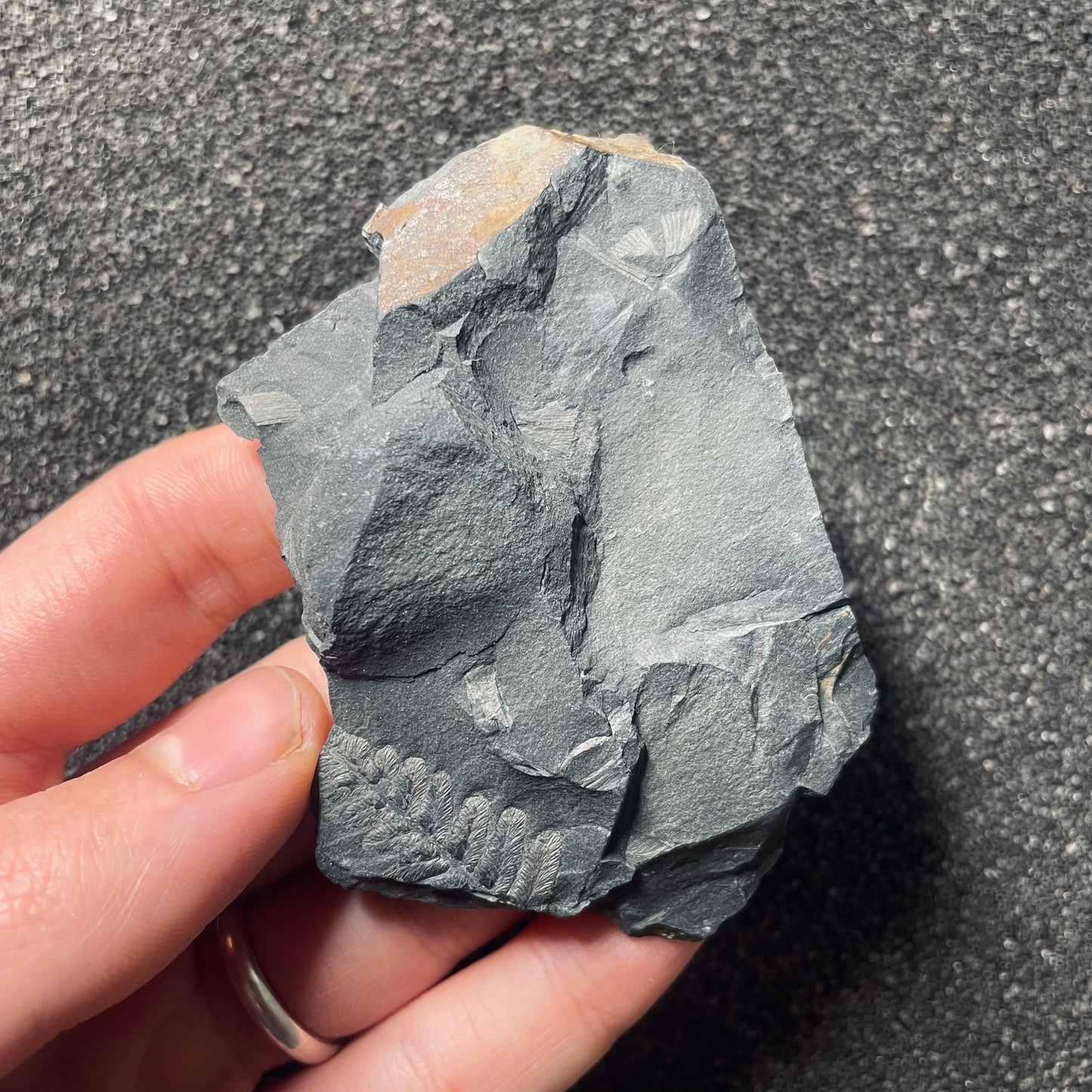 F2481 | Pianta | Neuropteris sp.