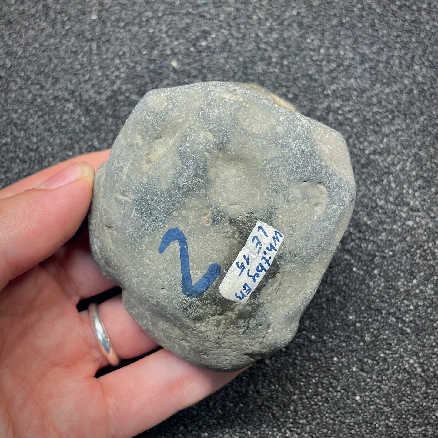 F2807 | Ammonite | Dactylioceras commune