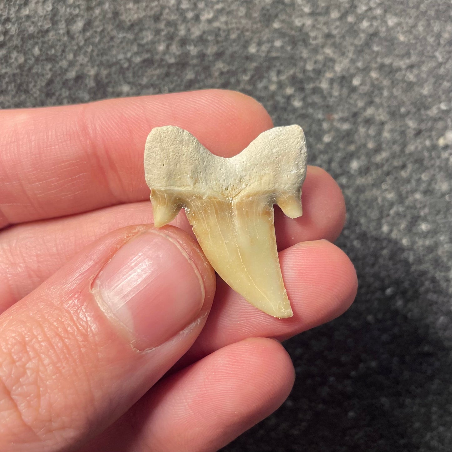 F2218 | Squalo | Otodus obliquus