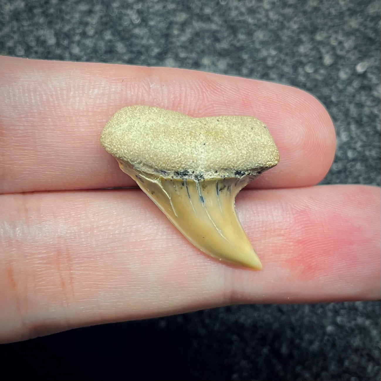 F2742 | Squalo | Carcharodon planus