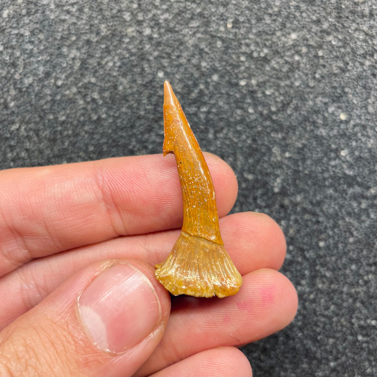 F3115 | Pesce | Onchopristis sp.