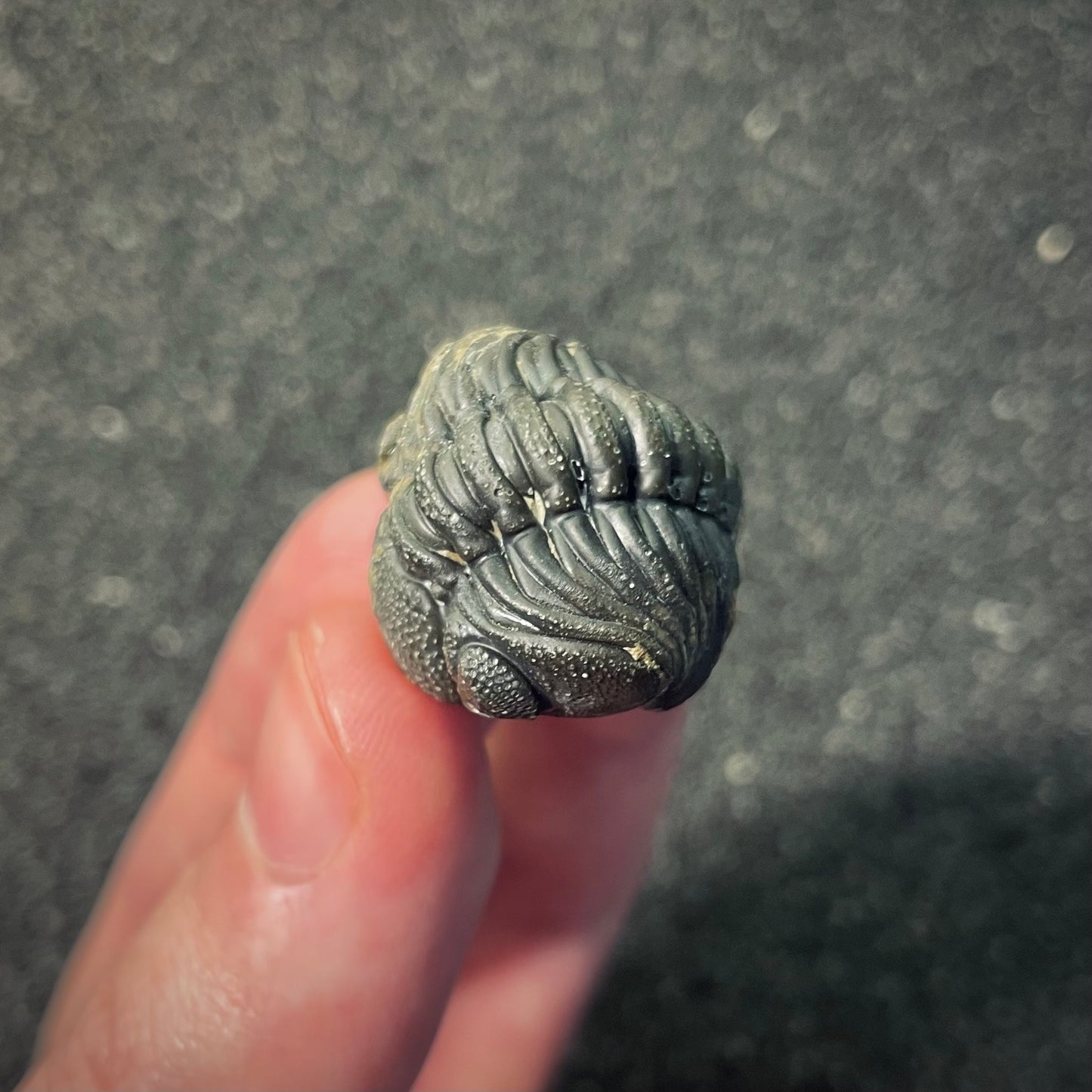 F2602 | Trilobite | Phacopidae indet.