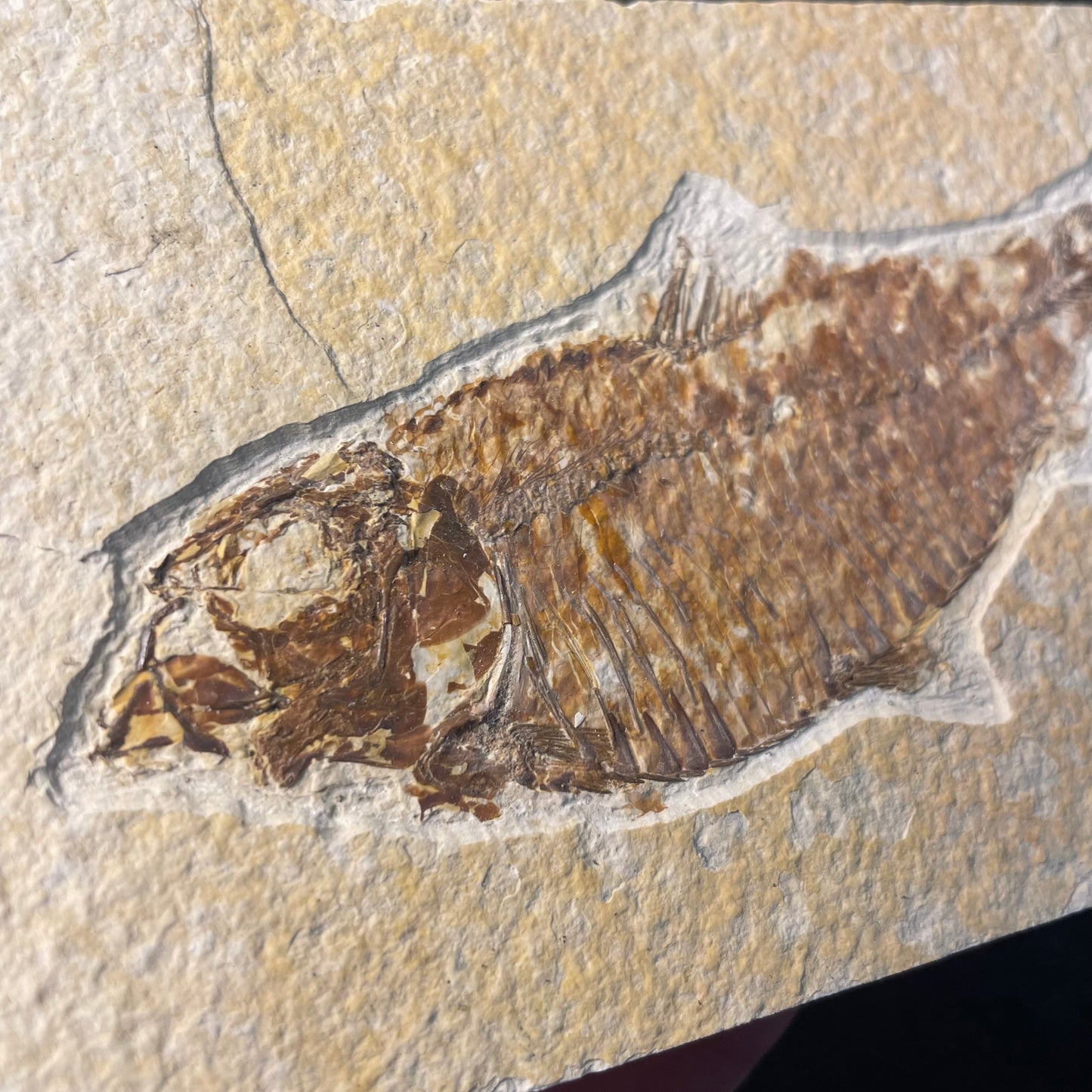 F2219 | Pesce | Knightia eocaena