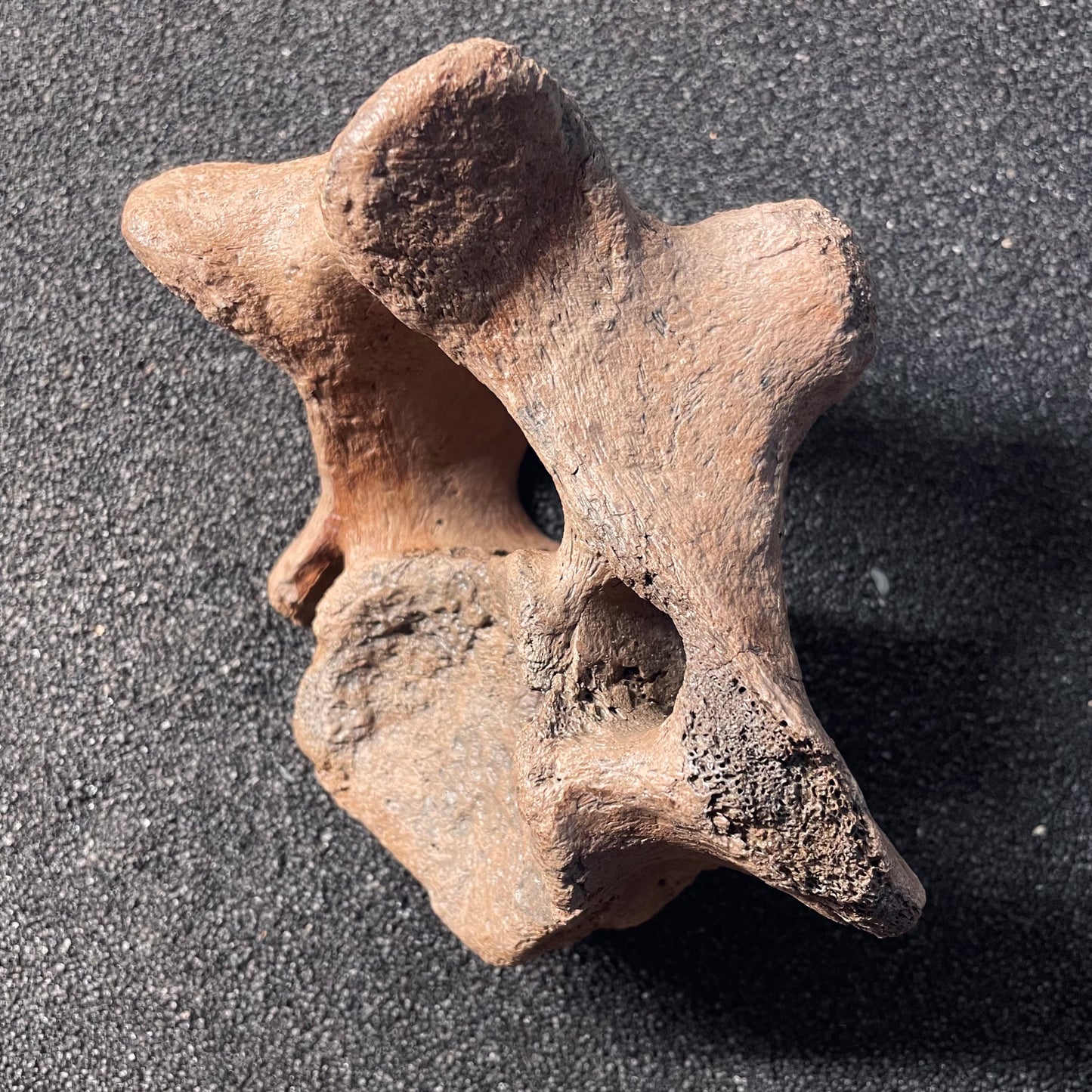 F2447 | Mammut | Mammuthus sp.