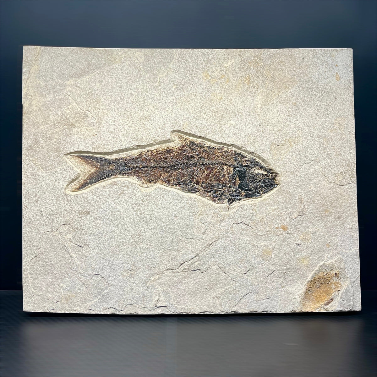 F3067 | Pesce | Knightia eocaena