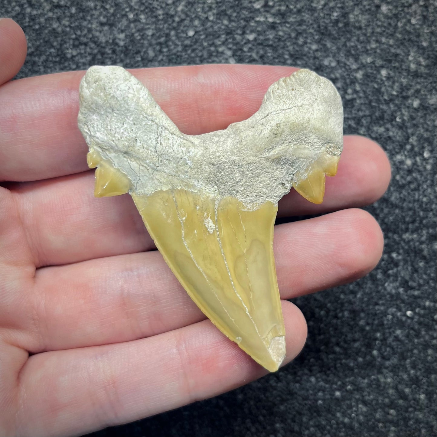 F2761 | Squalo | Otodus obliquus