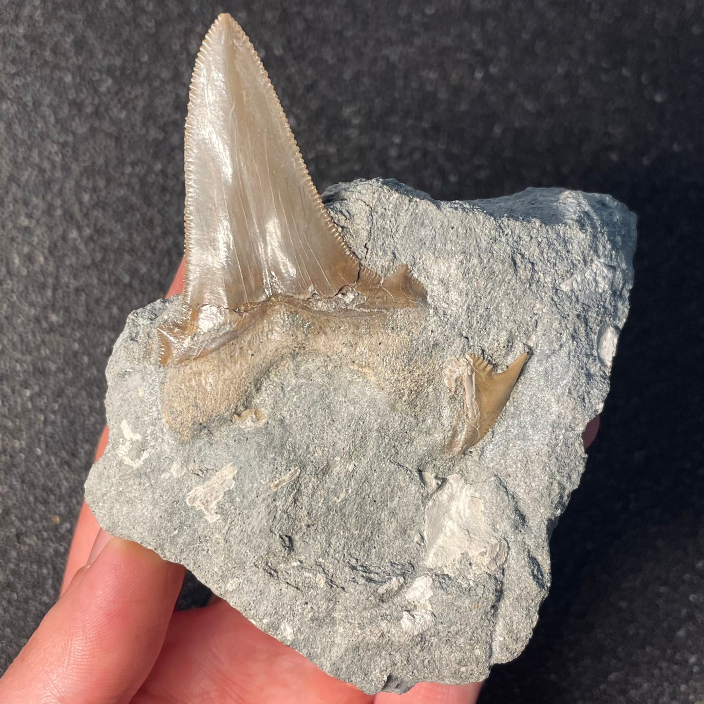 F2326 | RARO | Squalo | Otodus angustidens & Carcharhinidae indet.