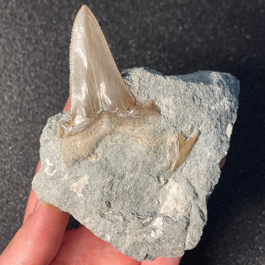 F2326 | RARO | Squalo | Otodus angustidens & Carcharhinidae indet.