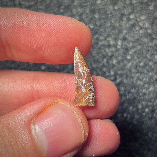 F1861 | Fitosauro | Phytosauridae indet.