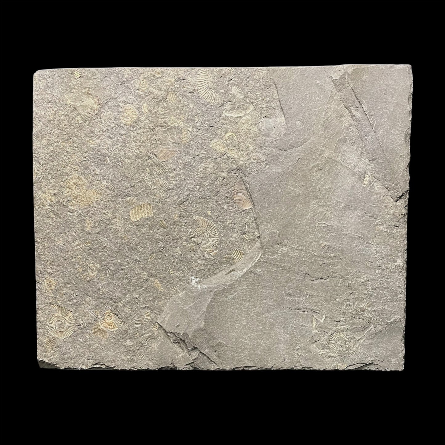 F2673 | Ittiosauro | Ichthyosauria indet.