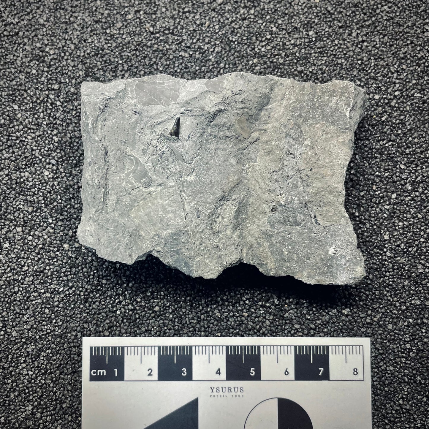 F2678 | Ittiosauro | Ichthyosauria indet.