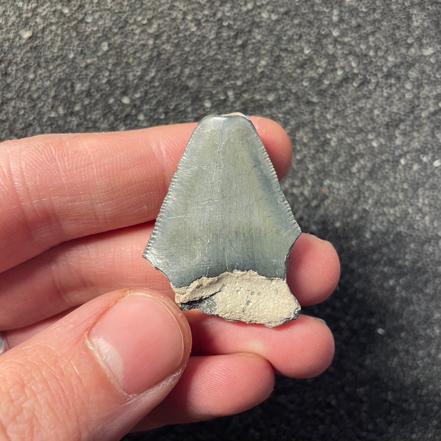 F2443 | Squalo | Otodus megalodon