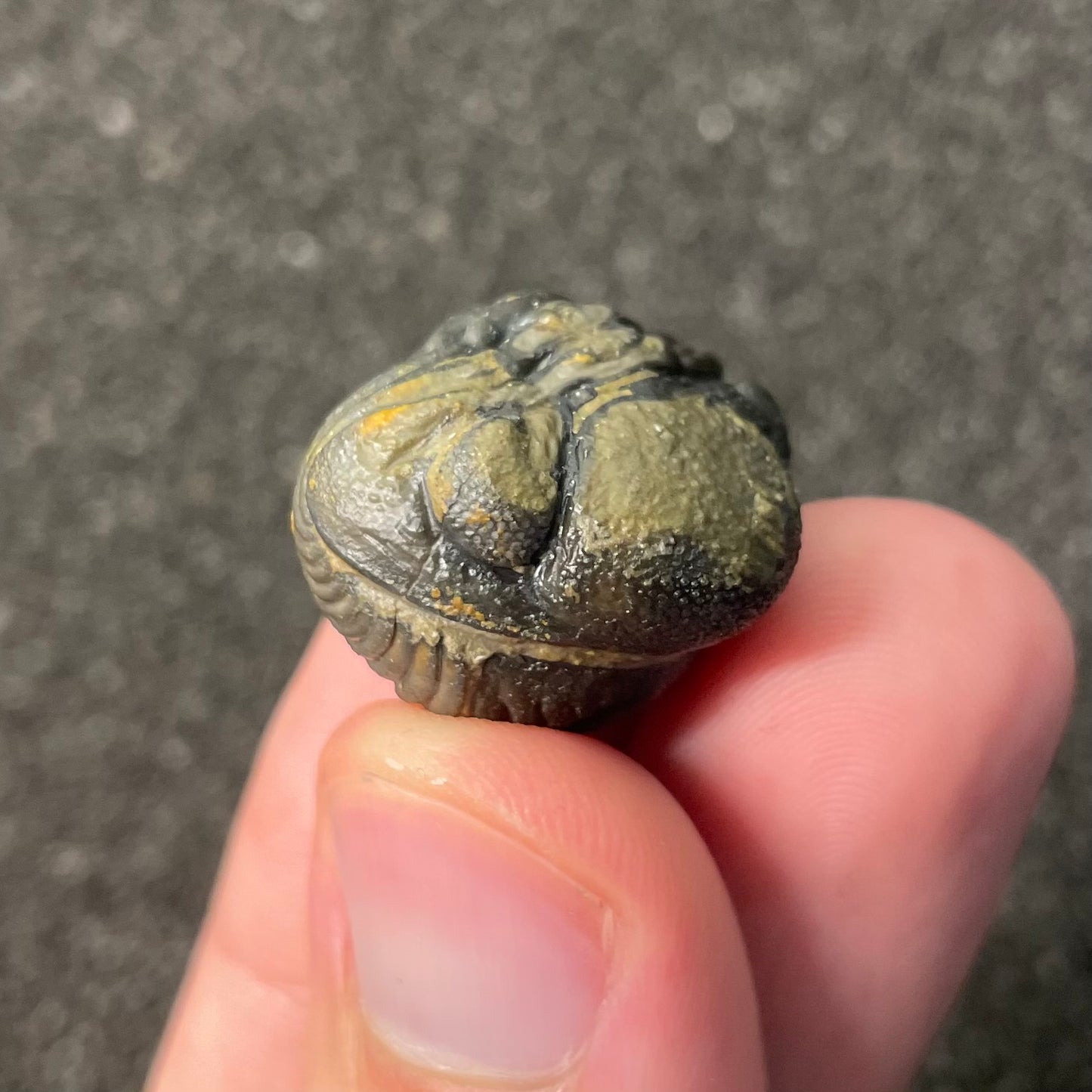 F2600 | Trilobite | Phacopidae indet.