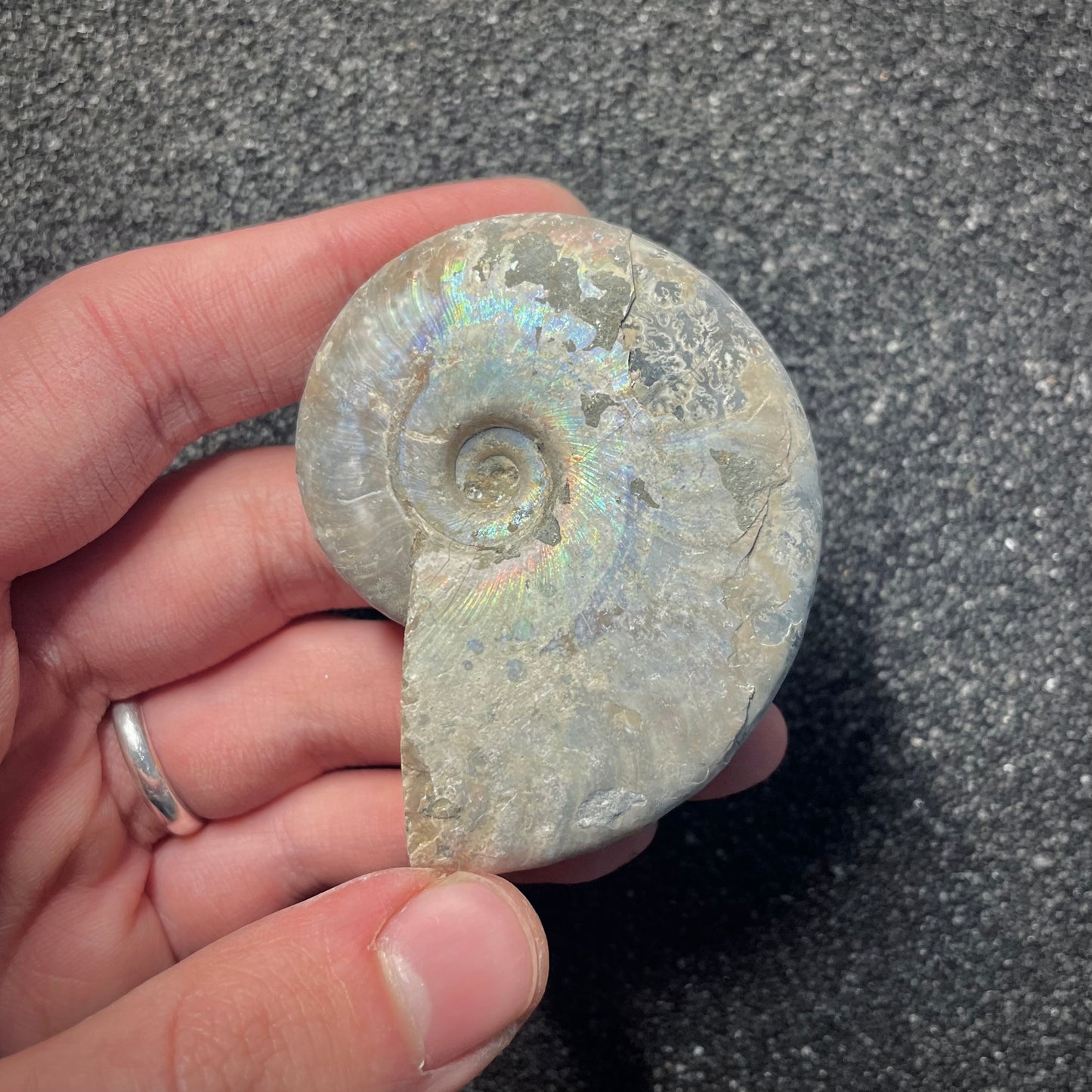 F2155 | Ammonite | Cleoniceras sp.
