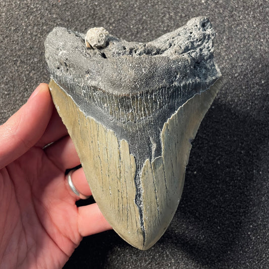 F2354 | Squalo | Otodus megalodon