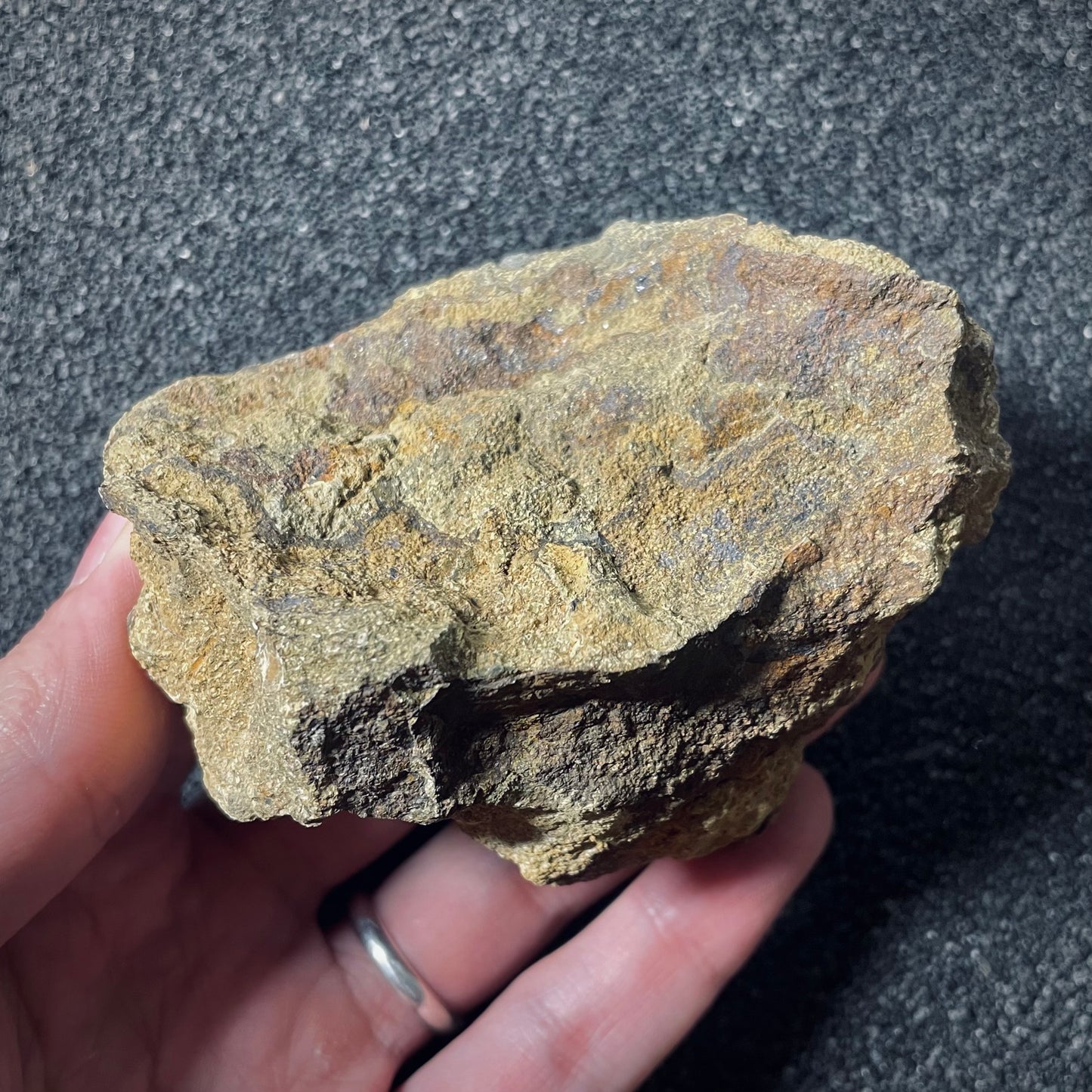F2566 | Ammonite | Graphoceratidae indet.