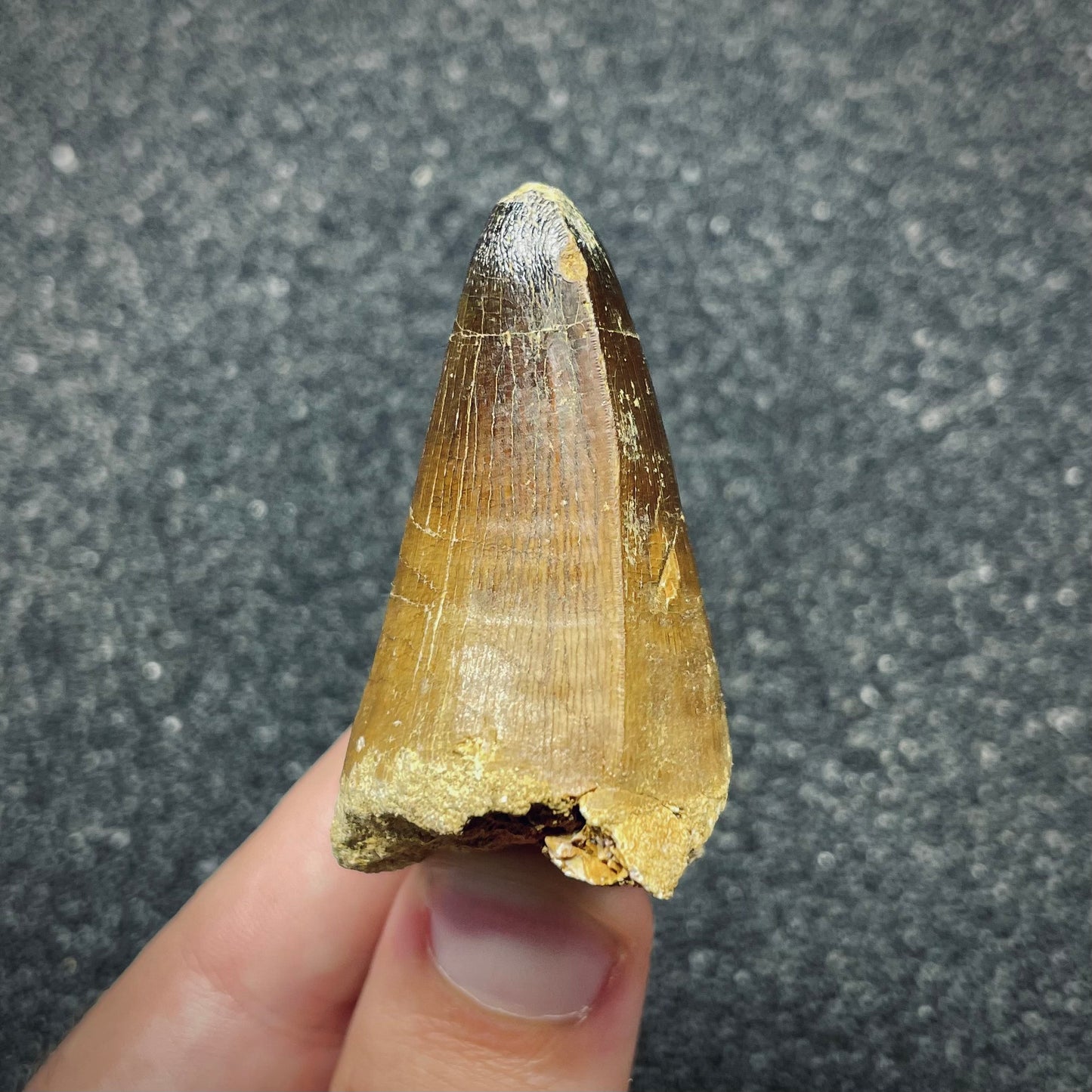 F2693 | Mosasauro | Prognathodon curii