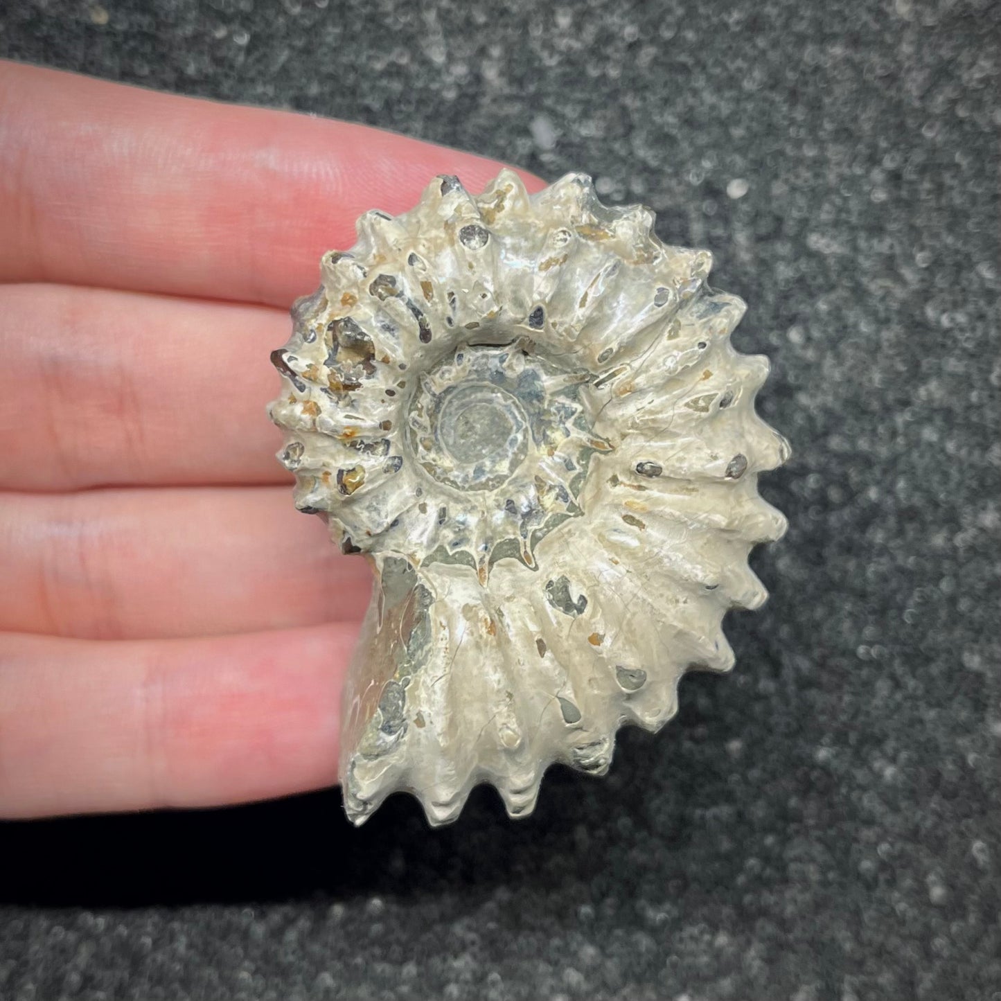F2964 | Ammonite | Douvilleiceras sp.