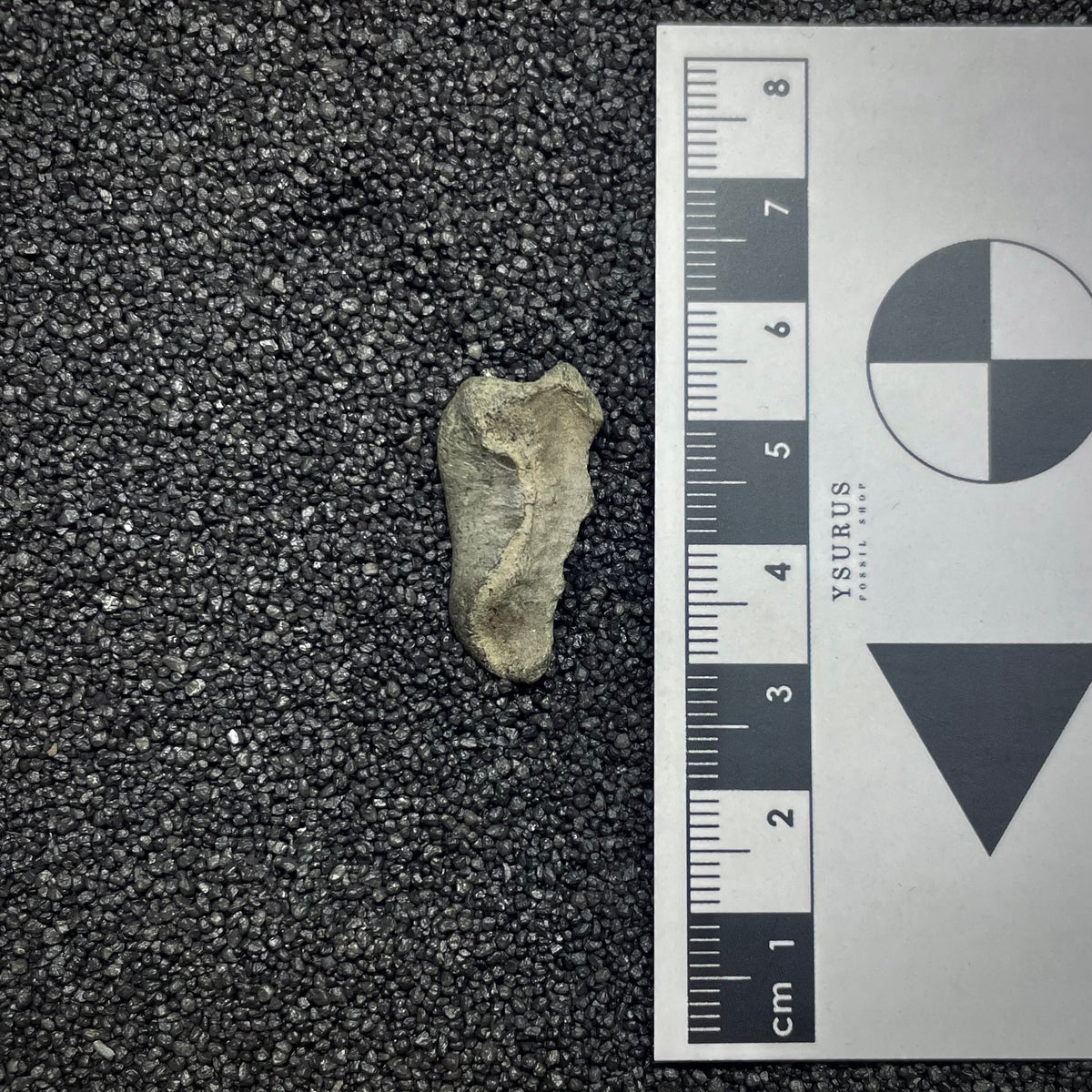 F3027 | Delfino | Delphinidae indet.