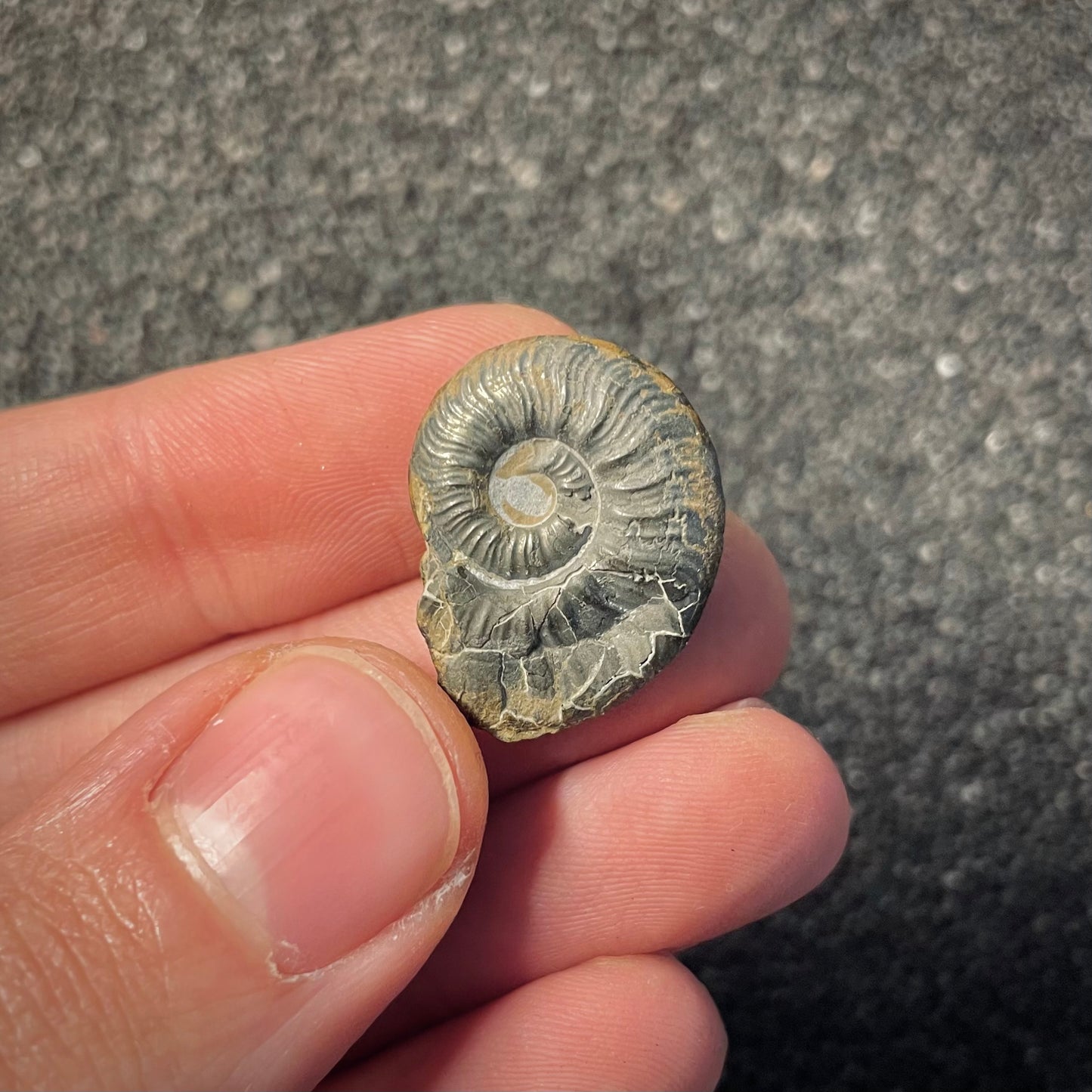 F2175 | Ammonite | Graphoceratidae indet.
