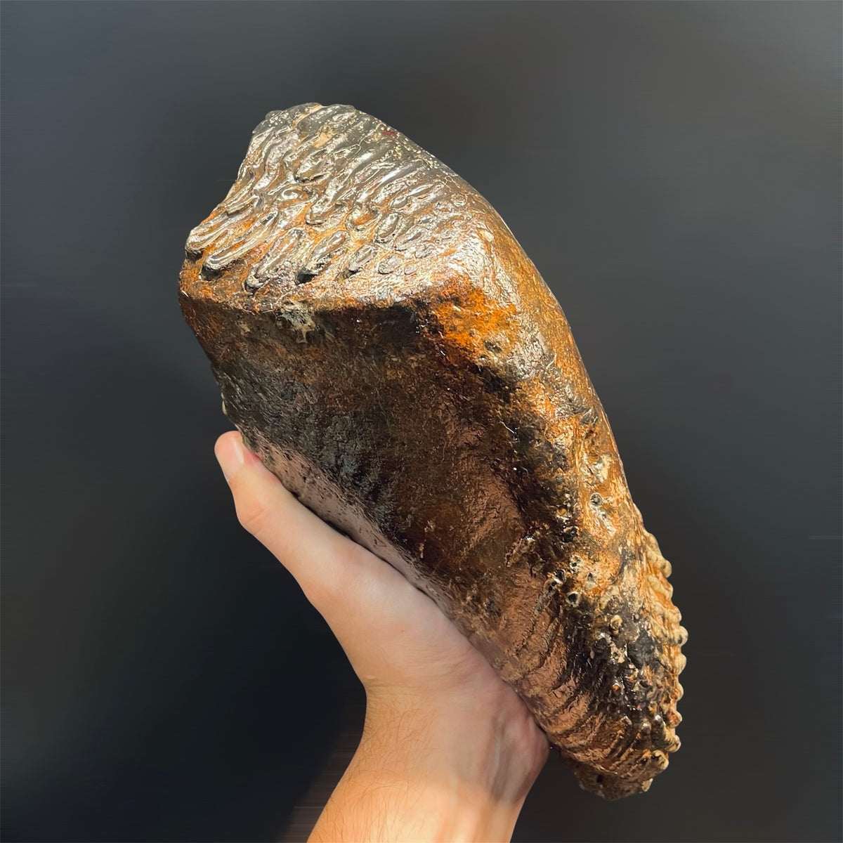 F3076 | Mammut | Mammuthus sp.