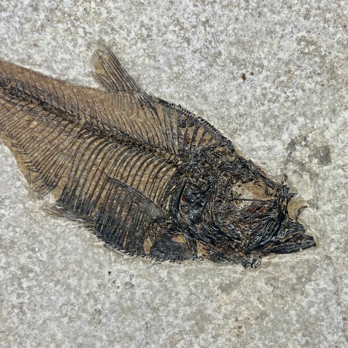 F2730 | Pesce | Diplomystus dentatus