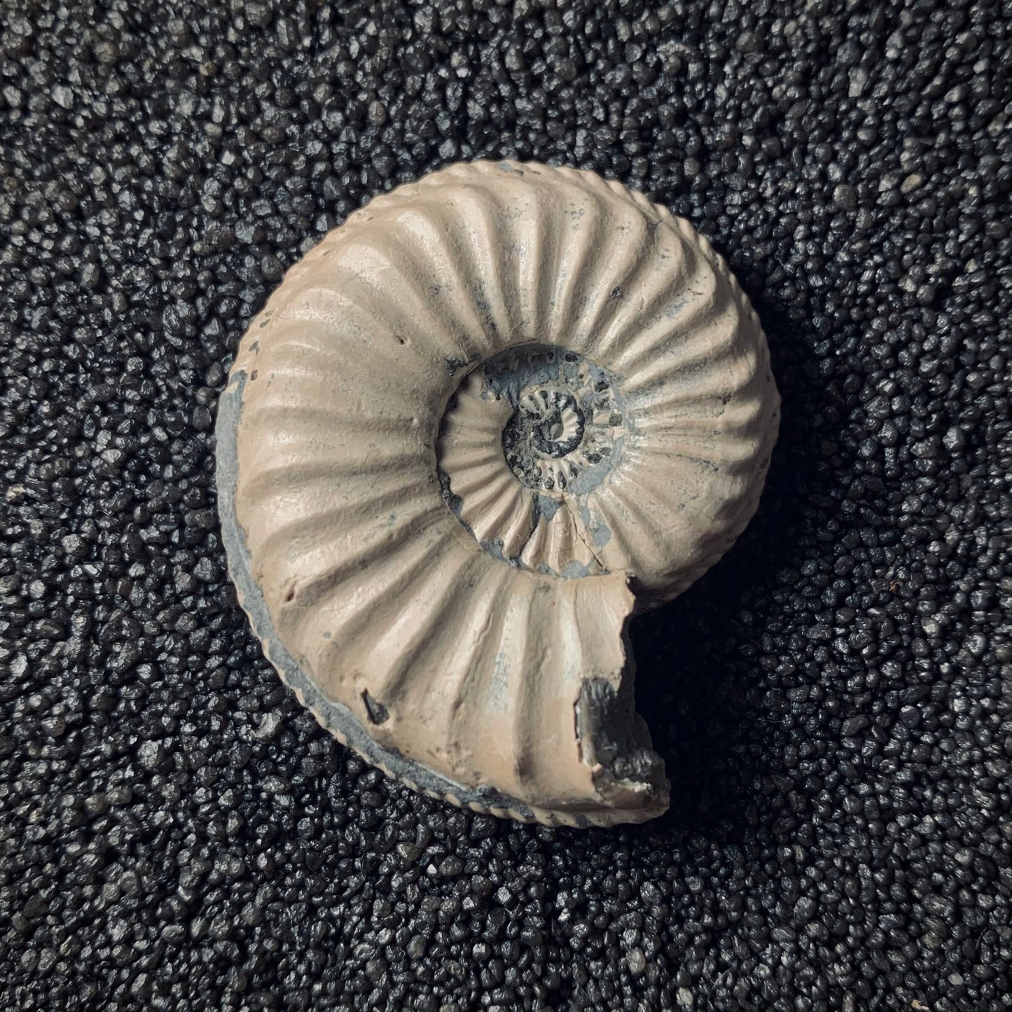 F361 | Ammonite | Pleuroceras transiens