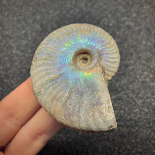 F2654 | Ammonite | Cleoniceras sp.