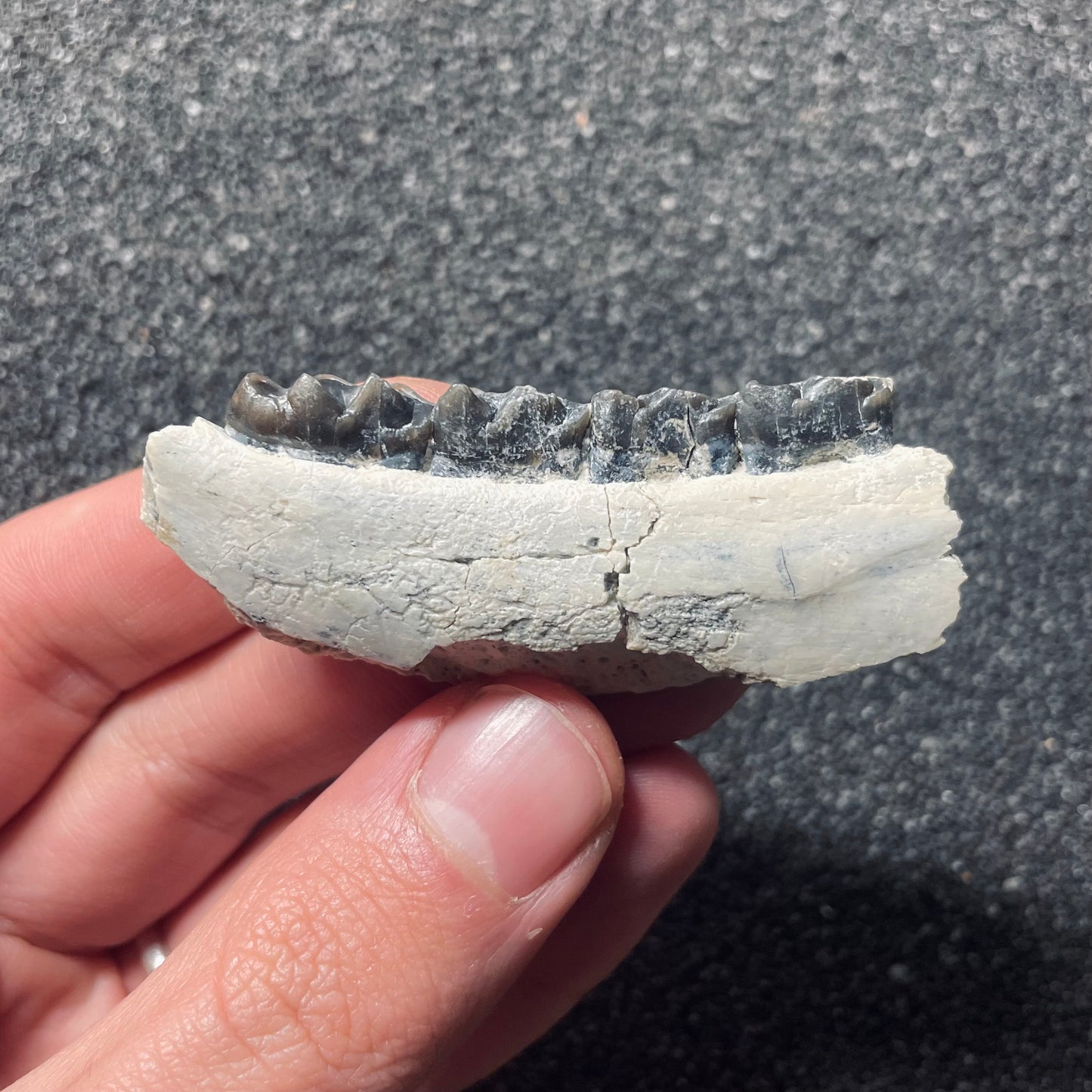 F2111 | Cavallo | Miohippus sp.