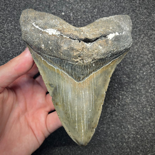 F2932 | Squalo | Otodus megalodon