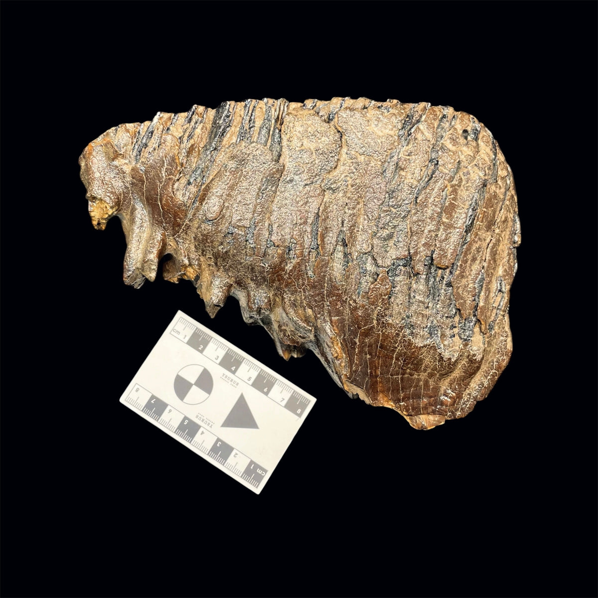 F3079 | Mammut | Mammuthus sp.