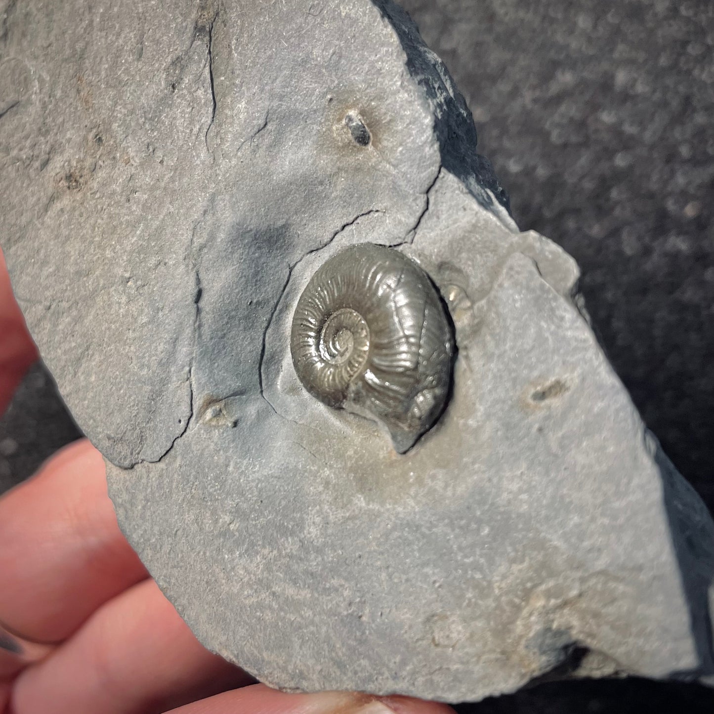 F2172 | Ammonite | Graphoceratidae indet.