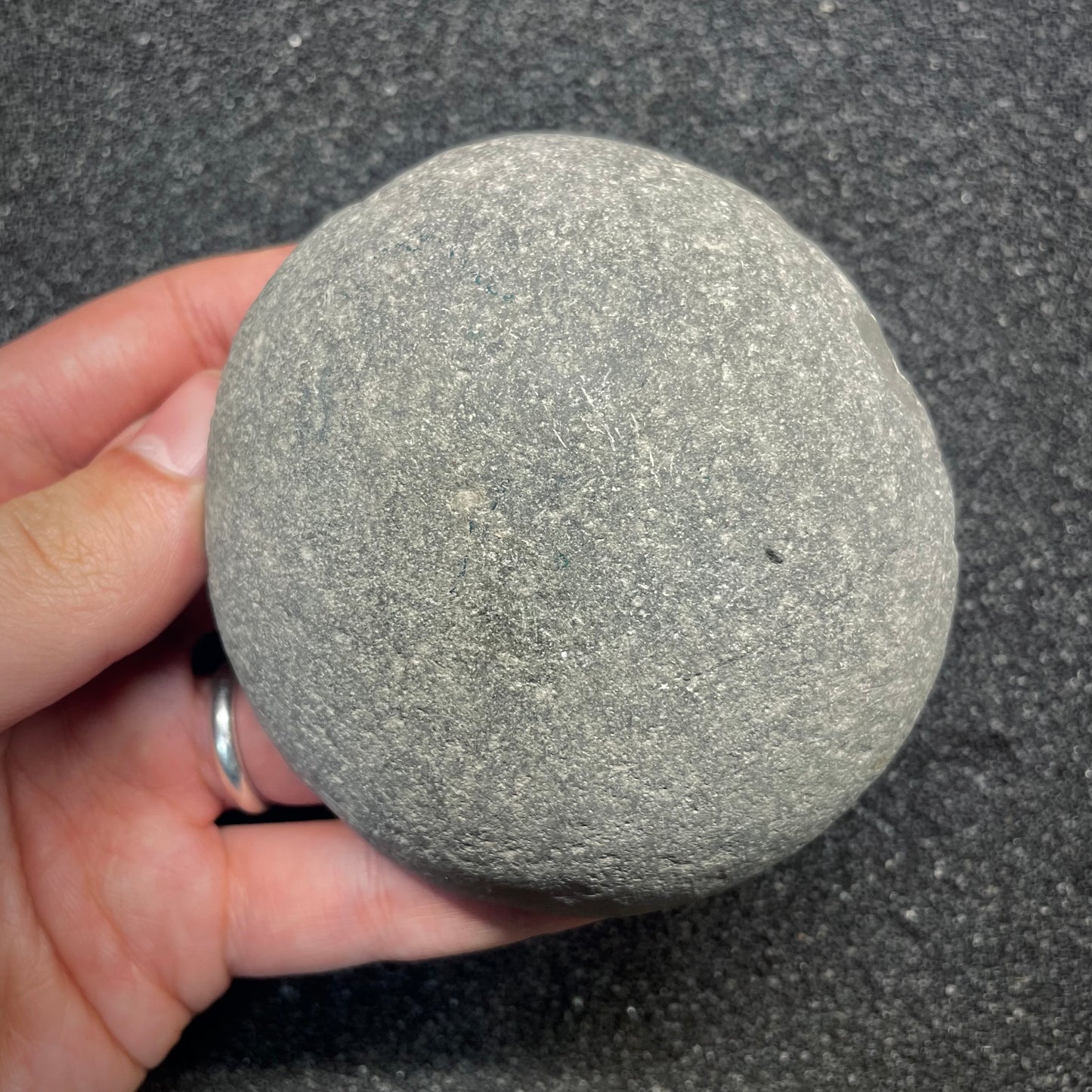 F2814 | Ammonite | Dactylioceras tenuicostatum