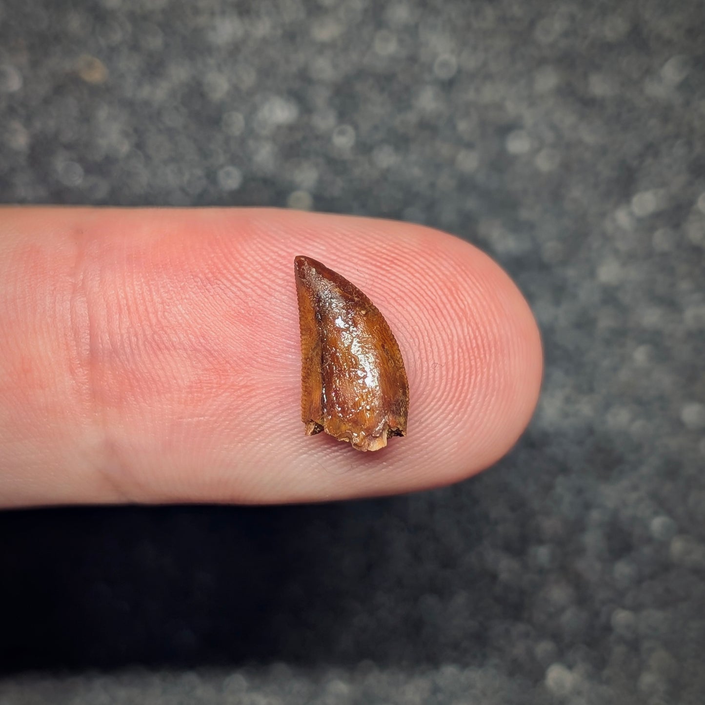 F2789 | Dinosauro | Abelisauridae indet.