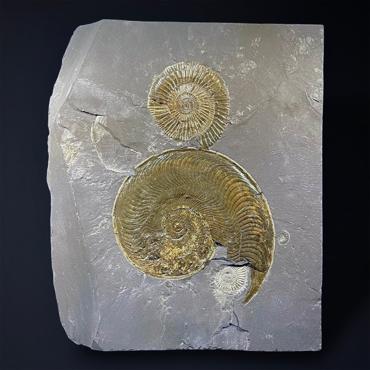 F2788 | Ammonite | Dactylioceras commune & Harpoceras falcifer