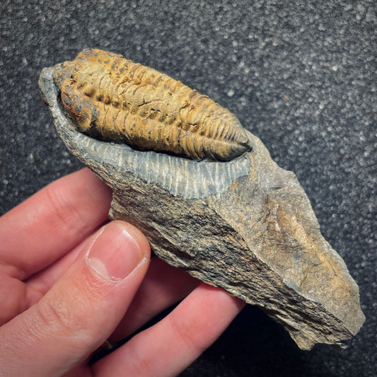 F1595 | Trilobite | Neseuretus tristani