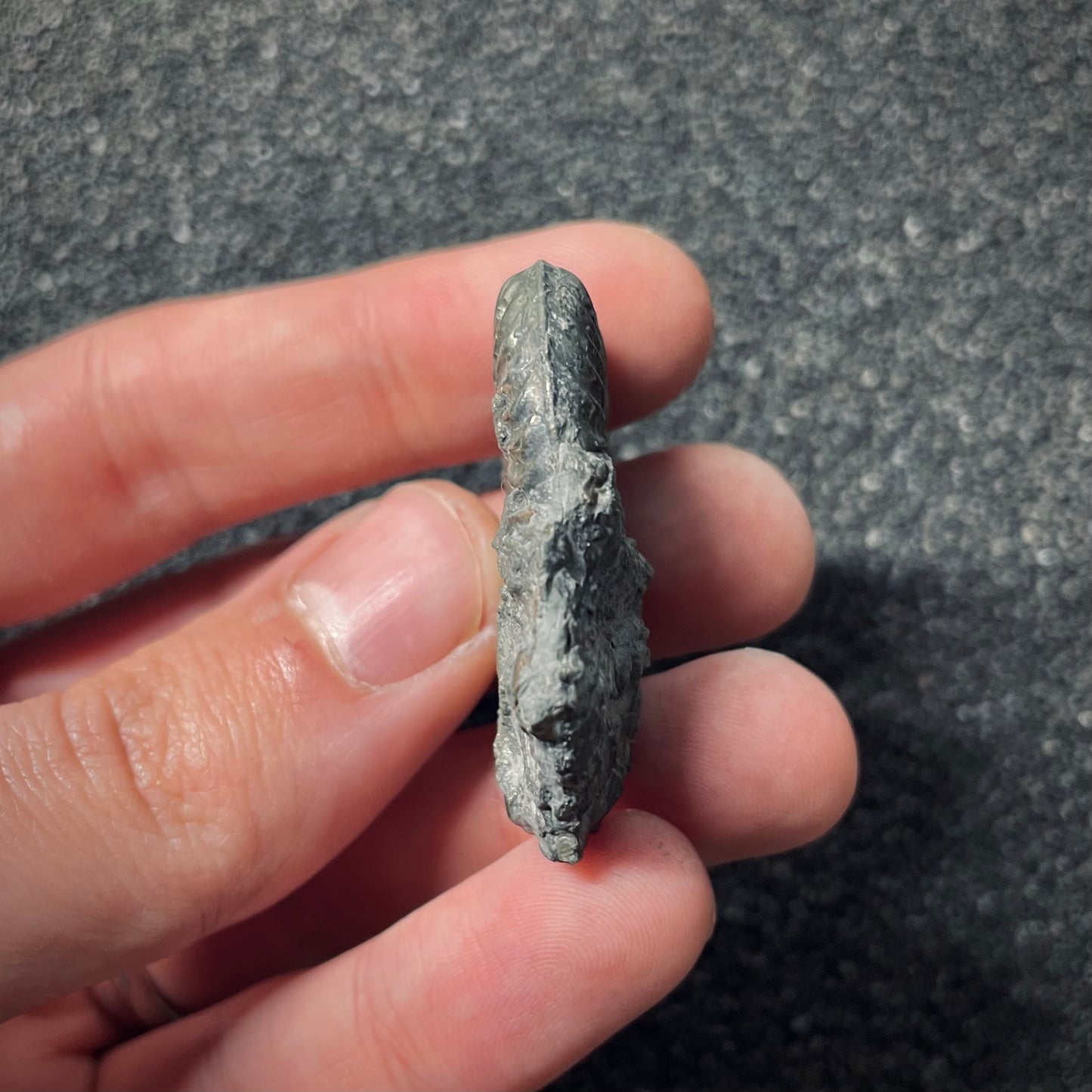 F2545 | Ammonite | Pleydellia sp.