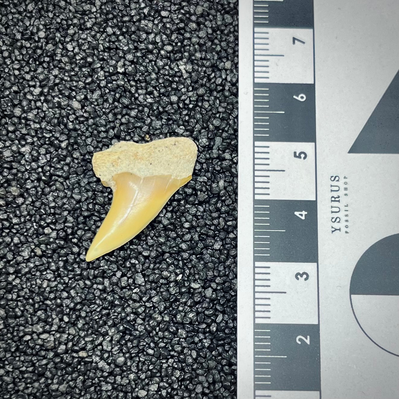 F2741 | Squalo | Carcharodon planus