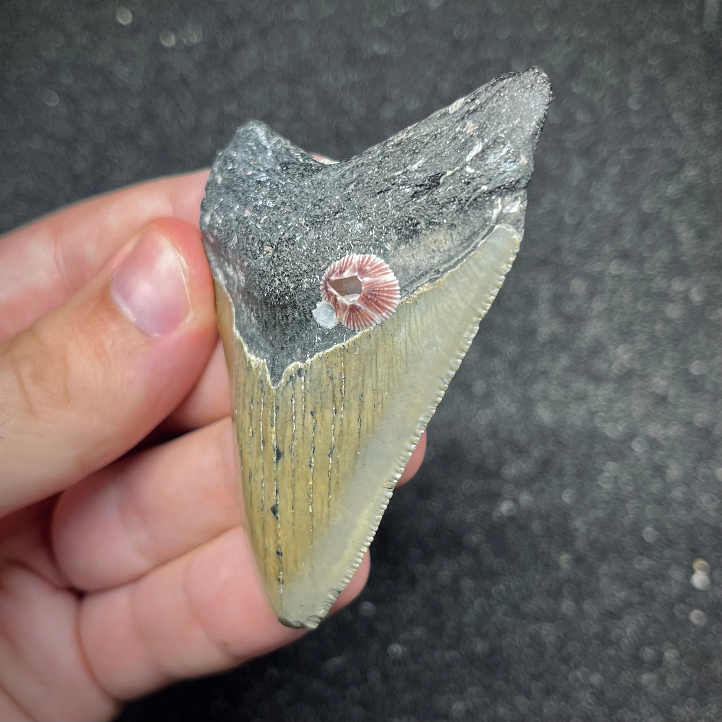F2874 | Squalo | Otodus megalodon