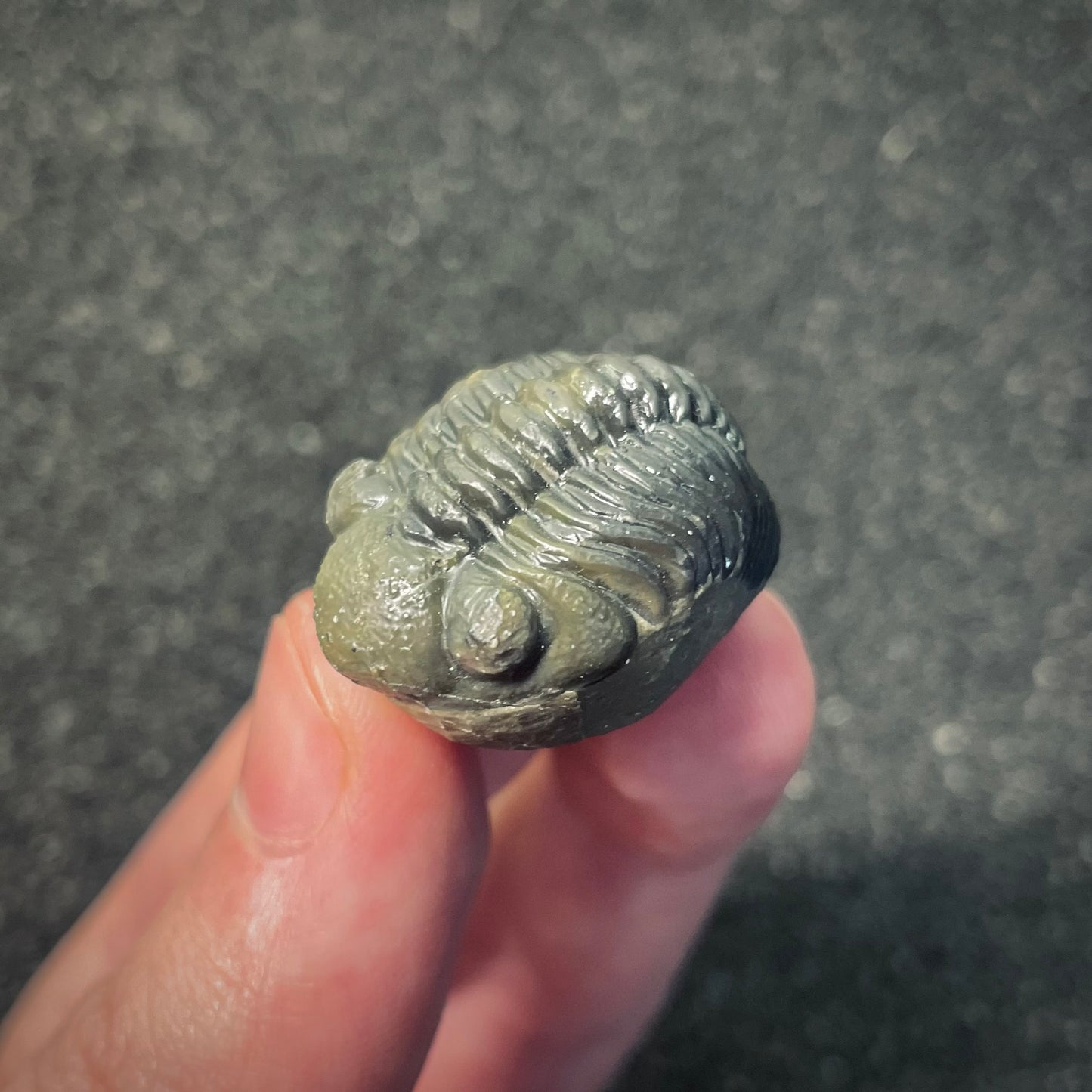 F2601 | Trilobite | Phacopidae indet.