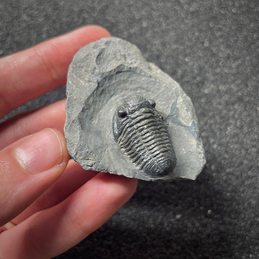 F1894 | Trilobite | Gerastos tuberculatus