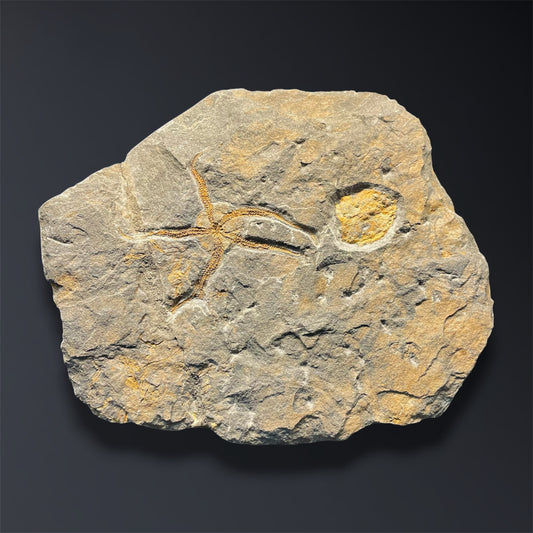 F2803 | Stella marina | Ophiuridae indet.