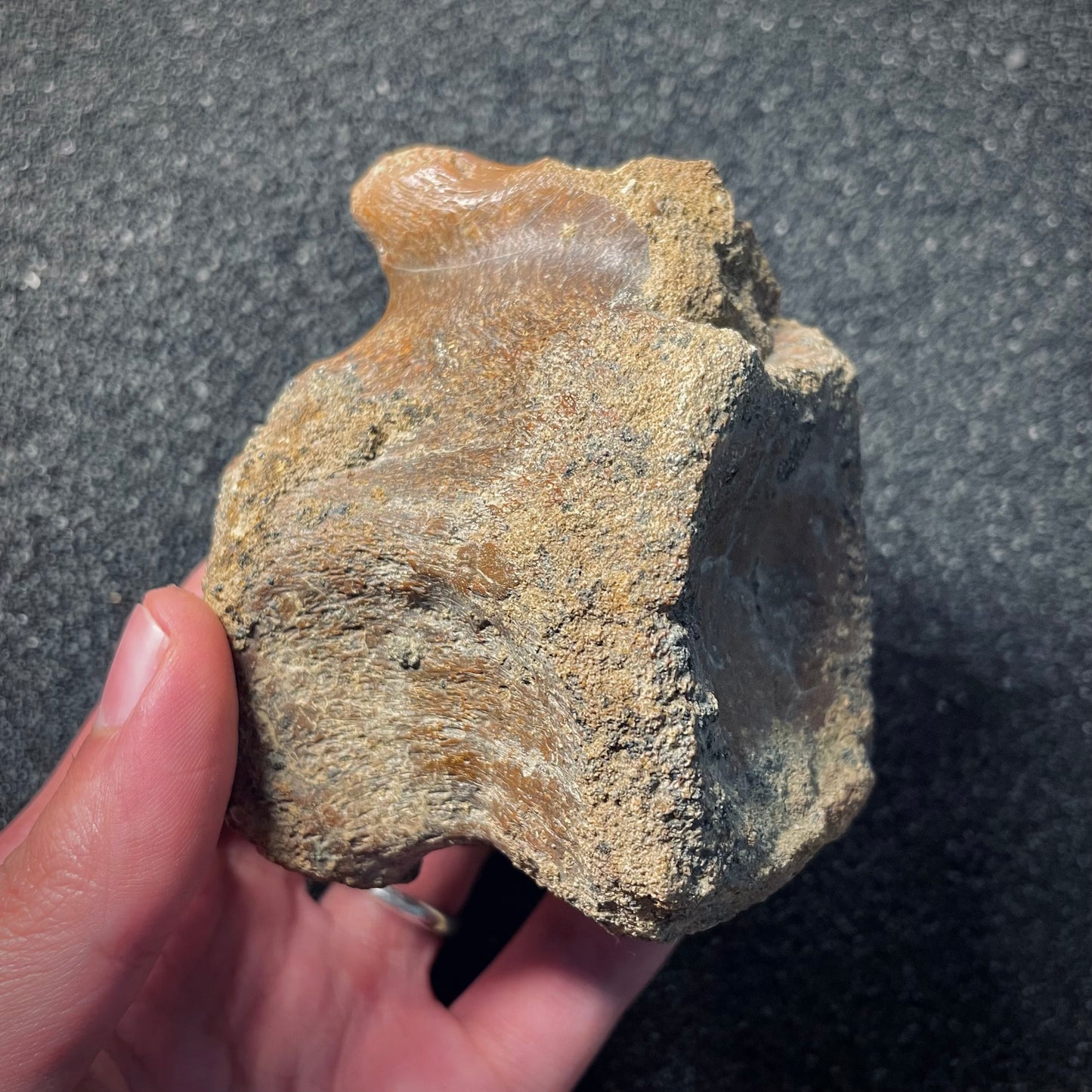 F2045 | Dinosauro | Hadrosauridae indet.