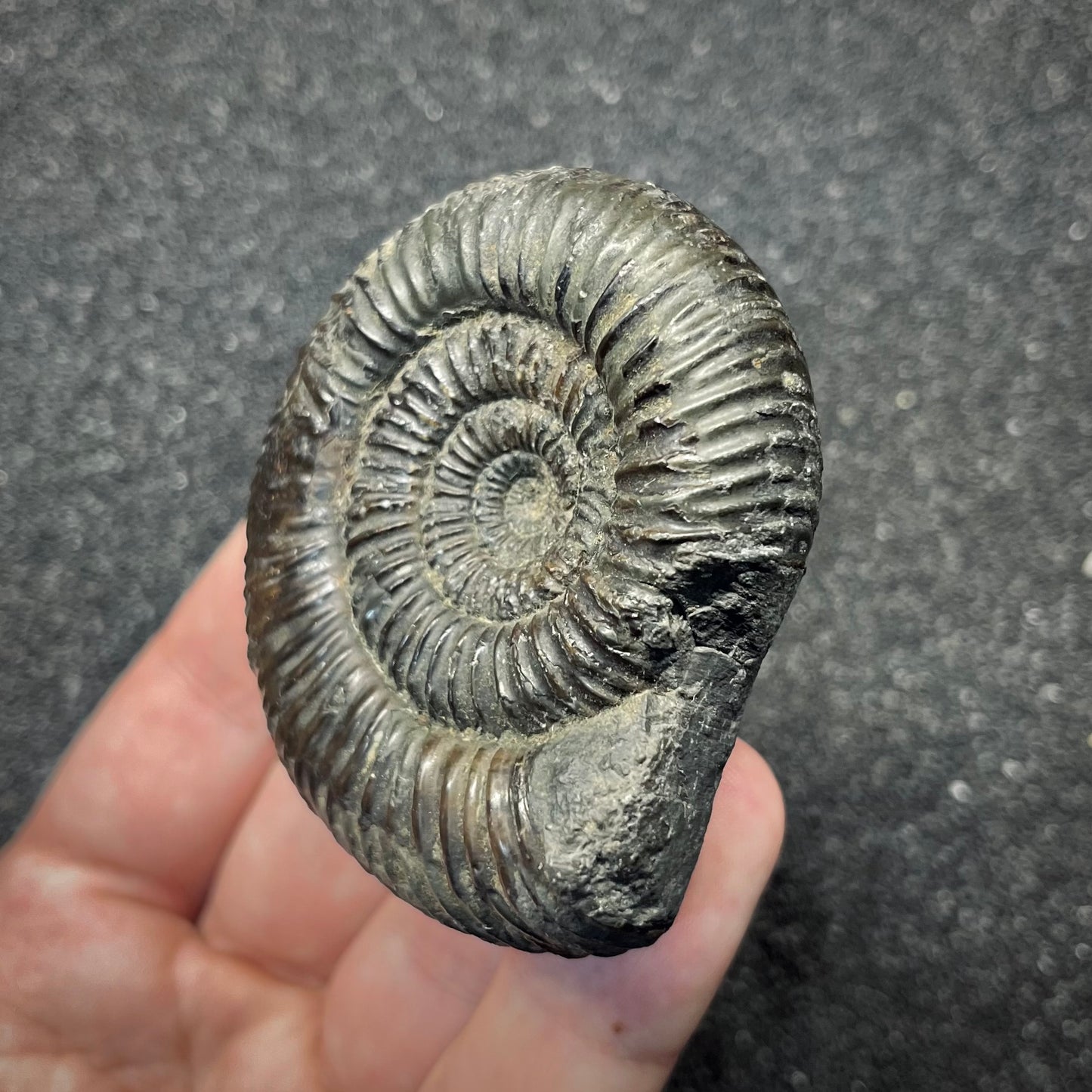 F2822 | Ammonite | Dactylioceratidae indet.
