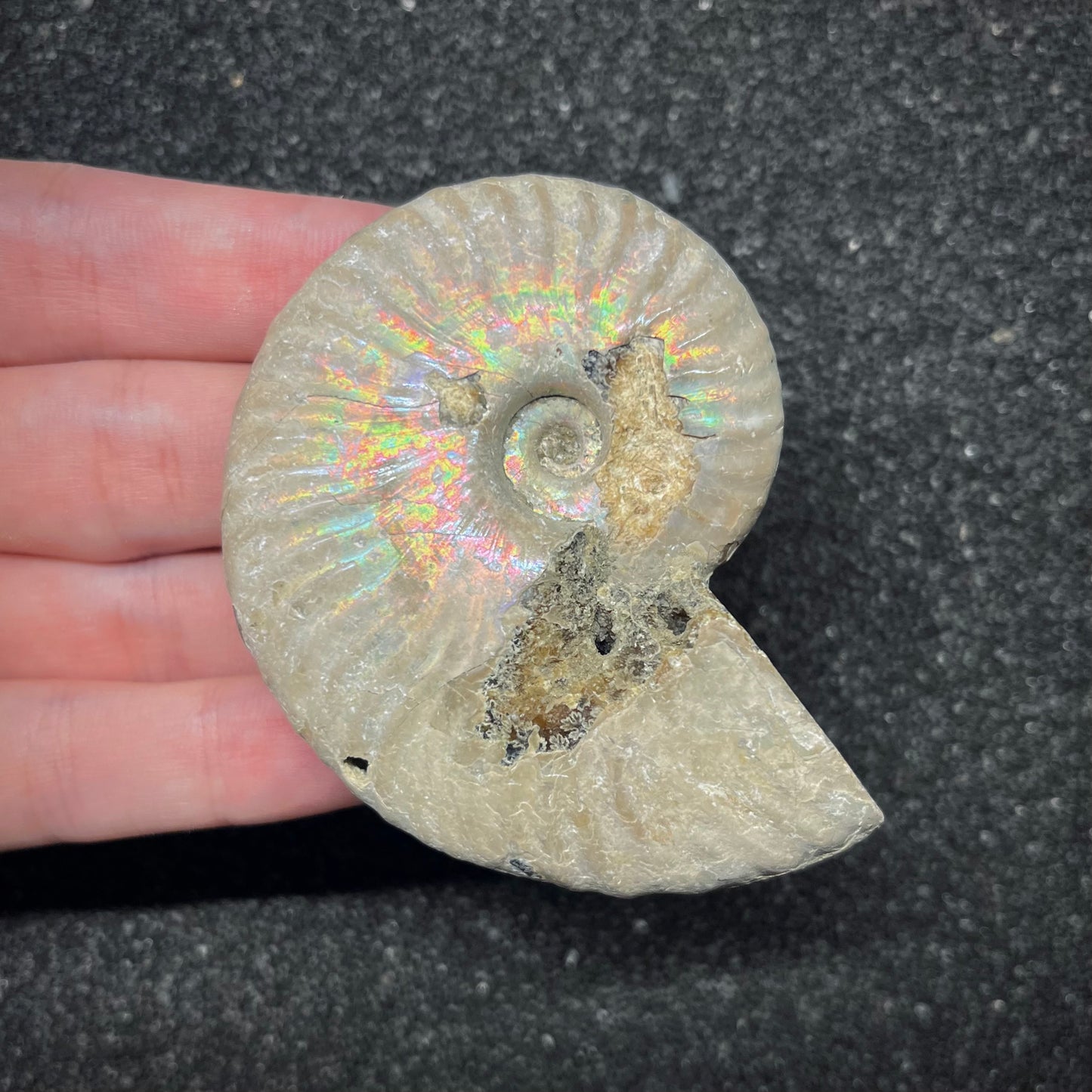 F2958 | Ammonite | Cleoniceras sp.