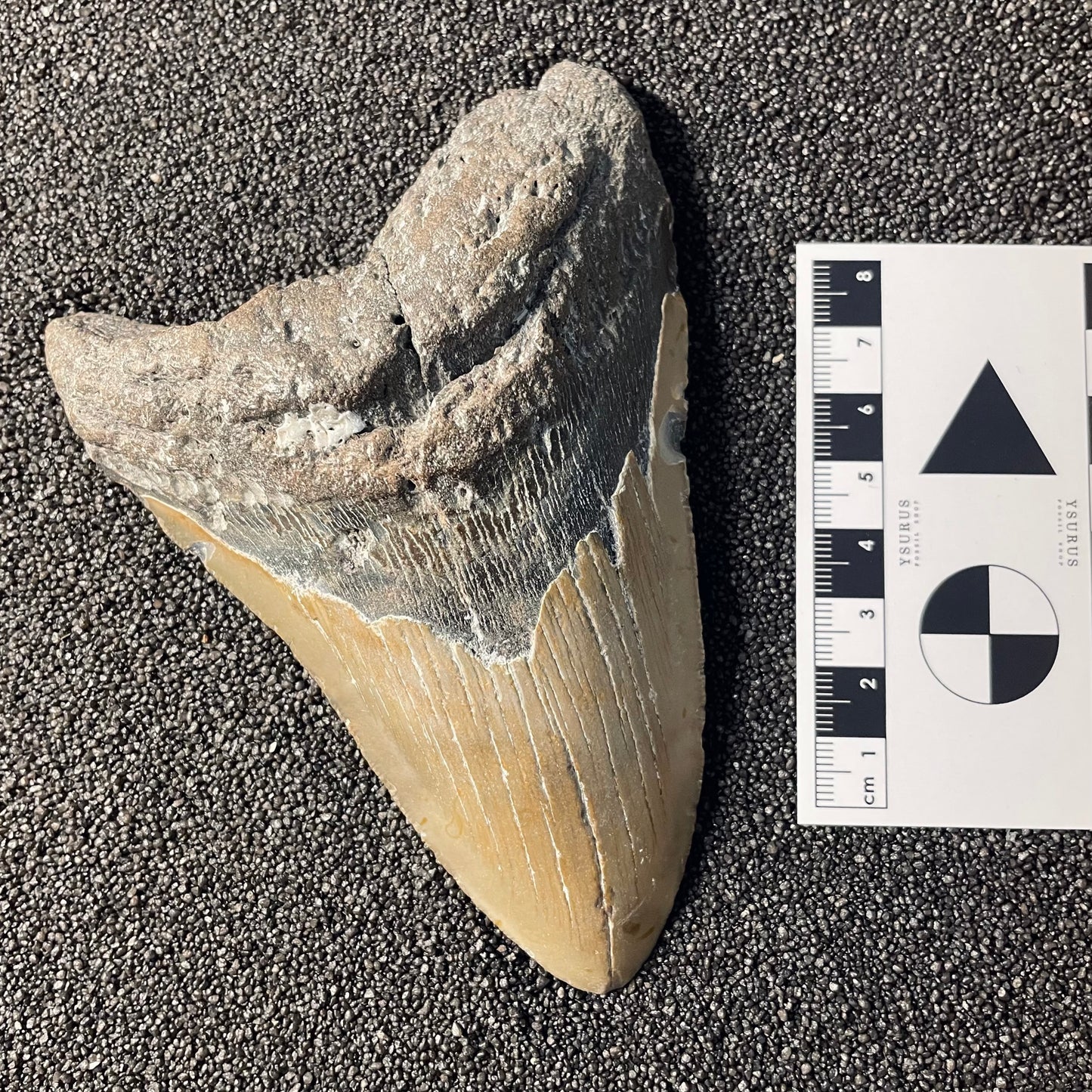 F2356 | Squalo | Otodus megalodon