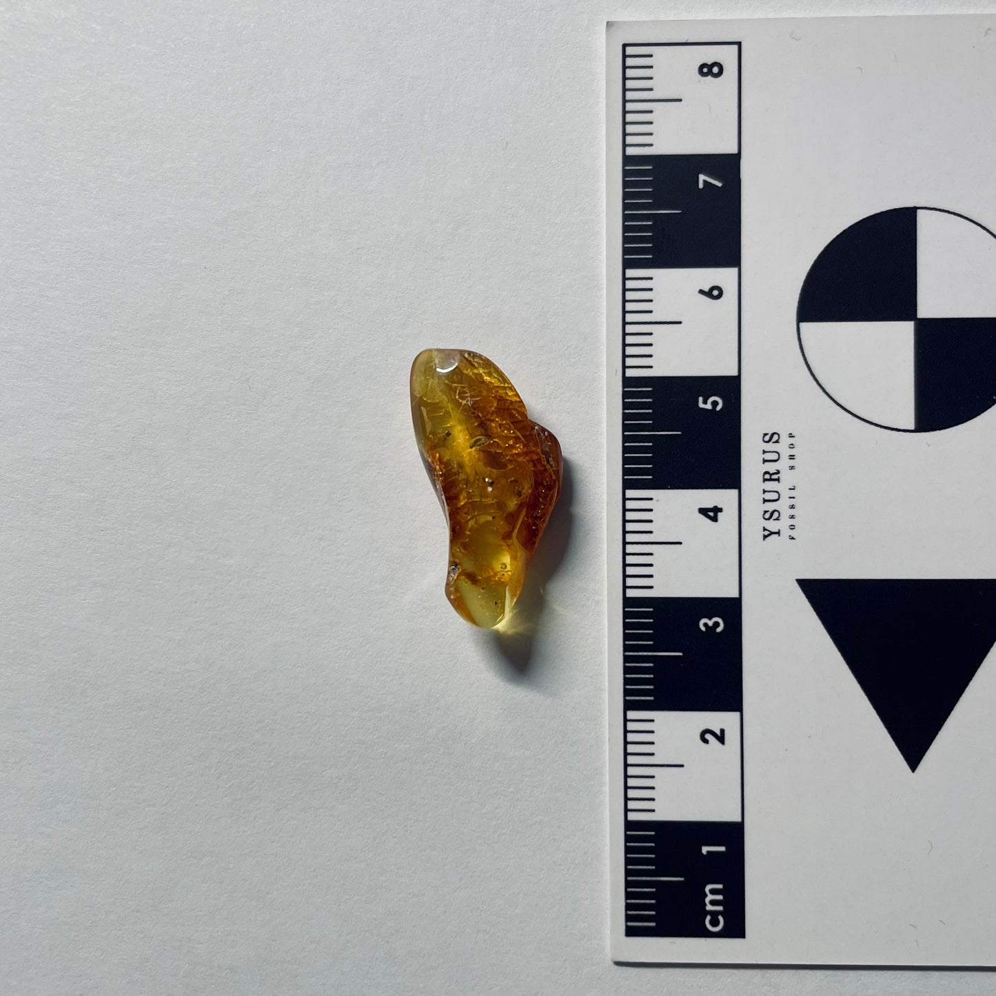 F2091 | Ambra con inclusione | Hymenoptera indet. (larva)