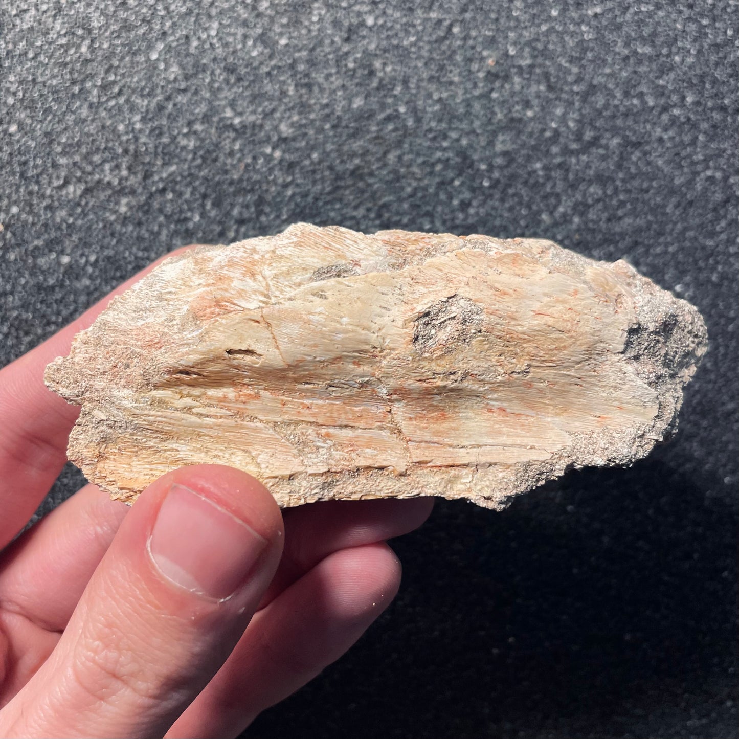 F2112 | Mosasauro | Mosasauridae indet.